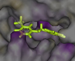 Ligand in CDK2 ATP-binding site