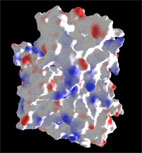 Development of human Protein Kinase CK2 inhibitors