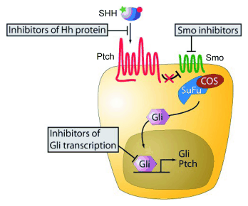 Hh pathway