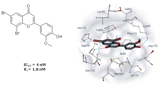 Development of human Protein Kinase CK2 inhibitors Development of human Protein Kinase CK2 inhibitors