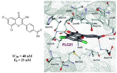 Development of human Protein Kinase CK2 inhibitors Development of human Protein Kinase CK2 inhibitors