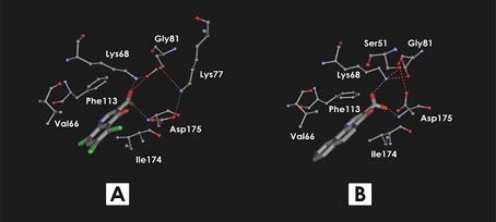 Development of human Protein Kinase CK2 inhibitors Development of human Protein Kinase CK2 inhibitors