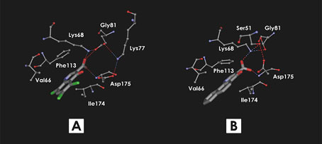 Development of human Protein Kinase CK2 inhibitors